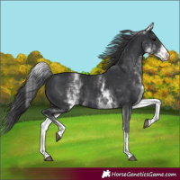 Horse Color:White Spotted Black