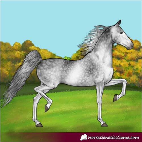 Horse Color:Gray White Spotted Black 