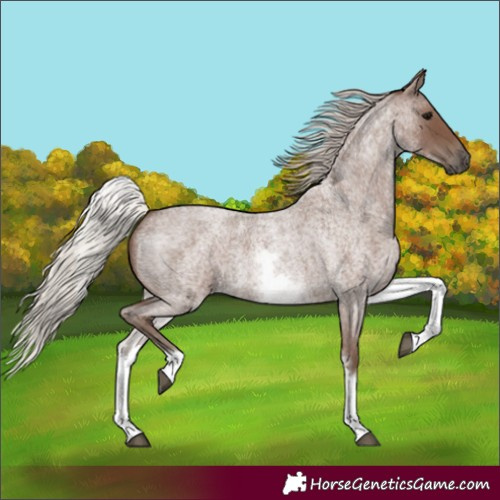 Horse Color:White Spotted Silver Blue Roan 