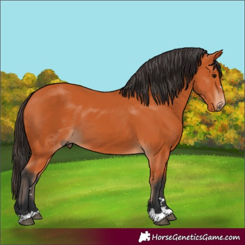 Horse Color:Unknown 