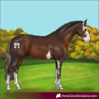Horse Color:Liver Chestnut Sabino