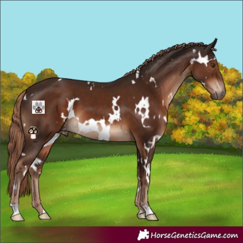 Horse Color:White Spotted Liver Chestnut