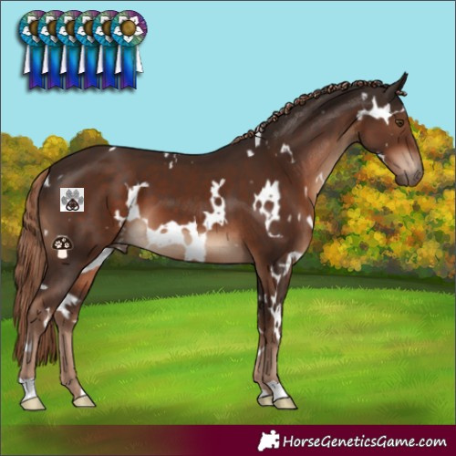 Horse Color:White Spotted Liver Chestnut
