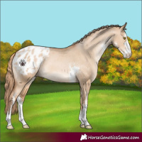 Horse Color:Red Dun Pearl Sabino Blanket 