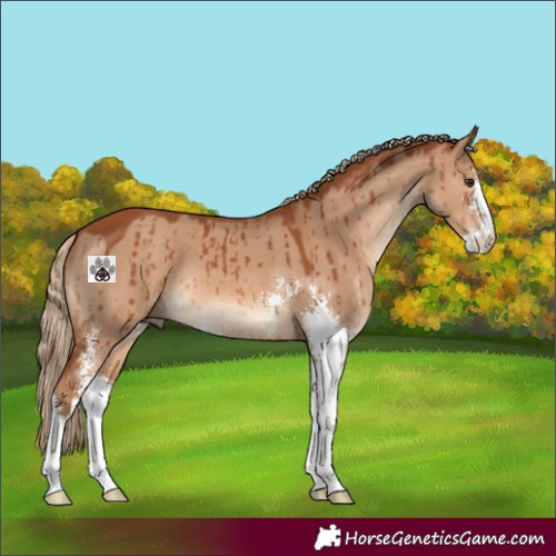 Horse Color:Red Dun Sabino Brindle 