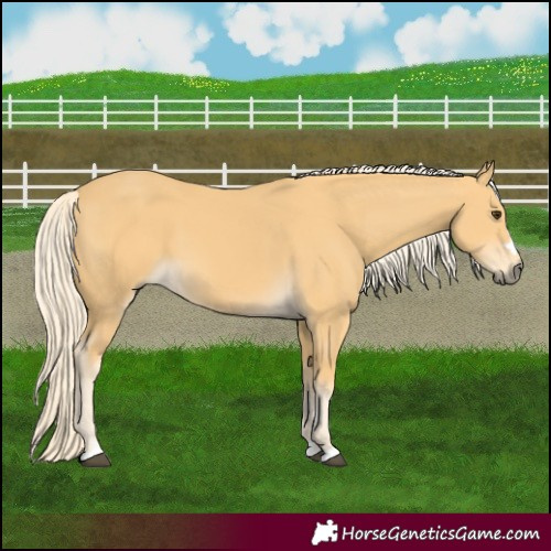 Horse Color:Palomino