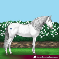 Horse Color:Gray Brown Dun Sabino 