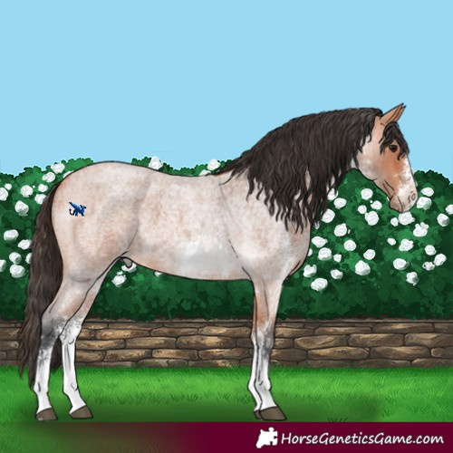 Horse Color:Bay Roan Sabino 