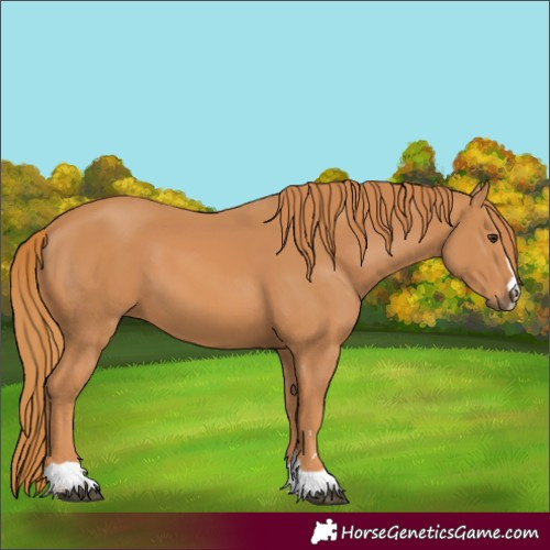 Horse Color:Chestnut 