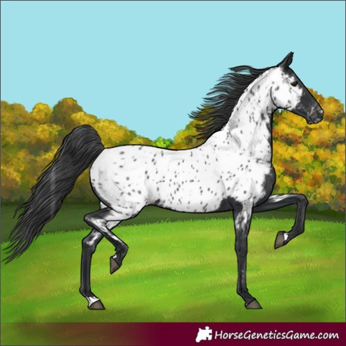 Horse Color:Black Near Leopard 