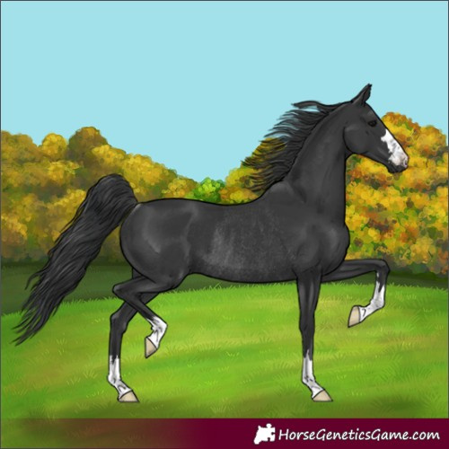 Horse Color:Black Rabicano 