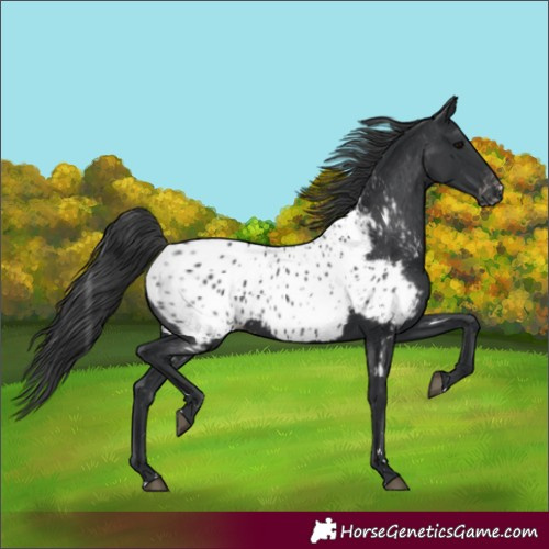 Horse Color:Black Appaloosa Rabicano 
