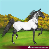 Horse Color:Black Appaloosa Rabicano