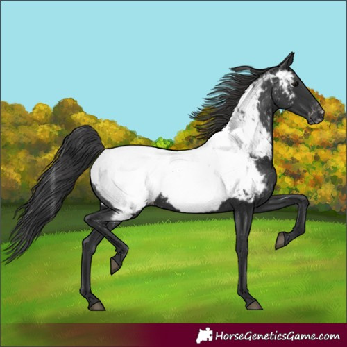 Horse Color:Black Appaloosa Rabicano 