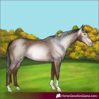 Horse Color:Gray Amber Champagne Tobiano 
