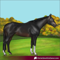 Horse Color:Gray Bay Tobiano 