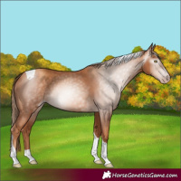 Horse Color:Gray Gold Champagne Tobiano