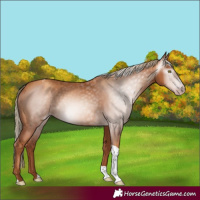 Horse Color:Gray Gold Champagne Tobiano 