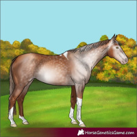 Horse Color:Gray Gold Champagne Tobiano