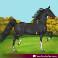 Horse Color:Black Tobiano
