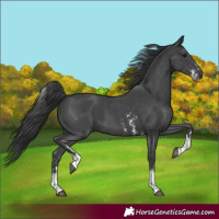 Horse Color:Black Sabino Tobiano 