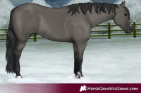Horse Color:Grullo Rabicano 