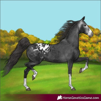 Horse Color:Gray Black Appaloosa