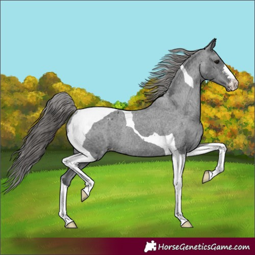 Horse Color:Black Tobiano Appaloosa Rabicano 