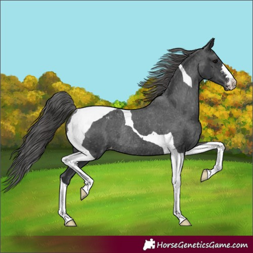 Horse Color:Black Tobiano Appaloosa Rabicano 