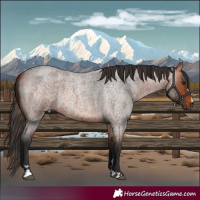 Horse Color:Bay Roan 
