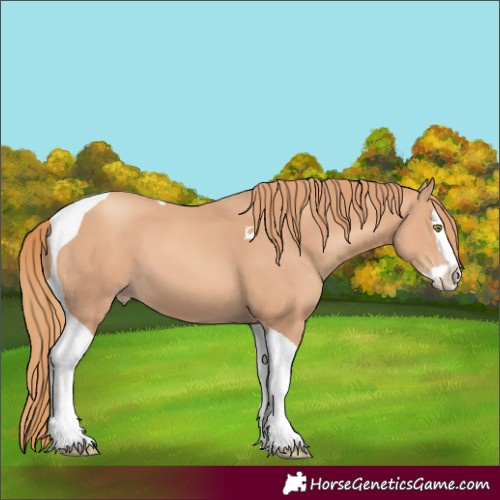 Horse Color:Gold Champagne Splash Tobiano 