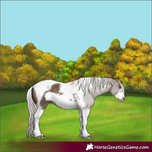 Horse Color:Silver Brown Dun Tobiano Frame 