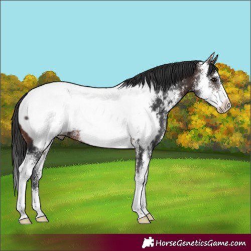 Horse Color:Brown Sabino Appaloosa Rabicano 