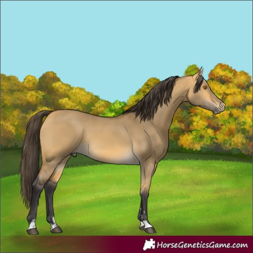 Horse Color:Buckskin Dun 