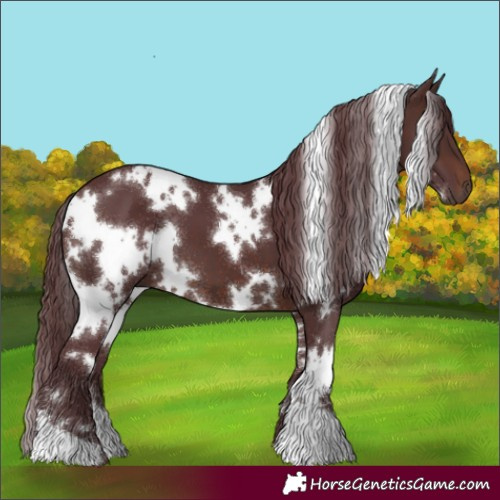Horse Color:White Spotted Chocolate Brown