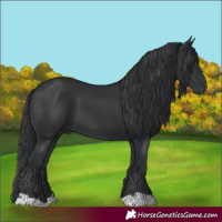 Horse Color:Black 