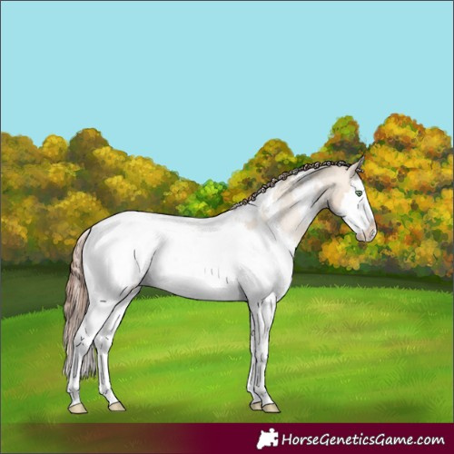 Horse Color:White Spotted Sable Champagne Dun Splash Appaloosa Rabicano 