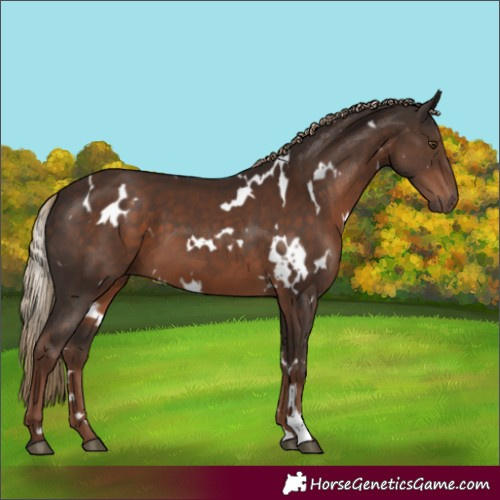 Horse Color:White Spotted Liver Chestnut 