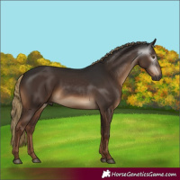 Horse Color:Gray Liver Chestnut 