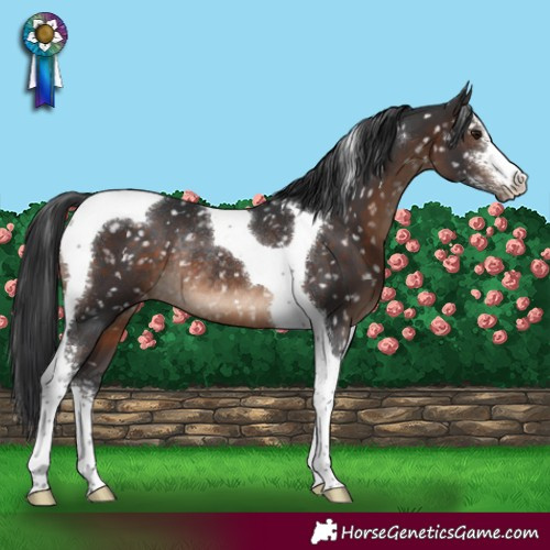 Horse Color:Brown Sabino Tobiano Appaloosa Rabicano 