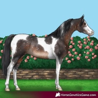 Horse Color:Brown Sabino Tobiano Appaloosa Rabicano 