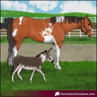 Horse Color:Bay Tobiano