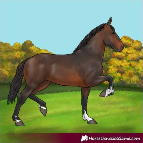 Horse Color:Brown 