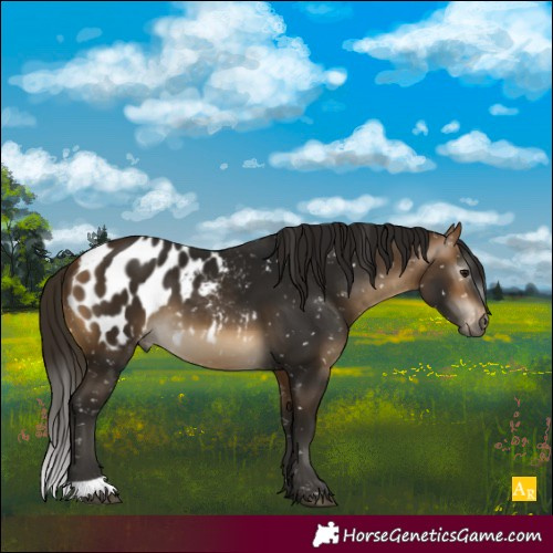 Horse Color:Gray Buckskin Appaloosa 