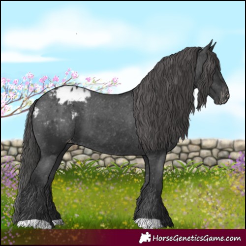 Horse Color:Black Blanket 