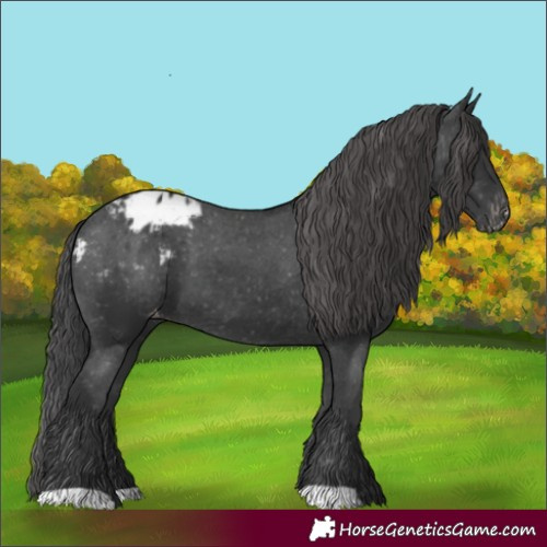 Horse Color:Black Appaloosa