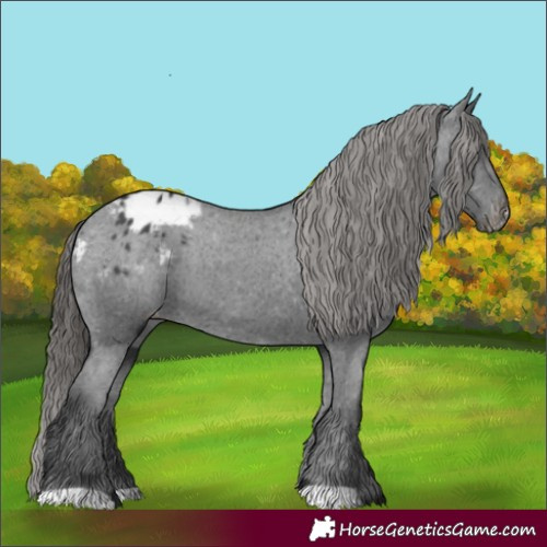 Horse Color:Black Appaloosa 