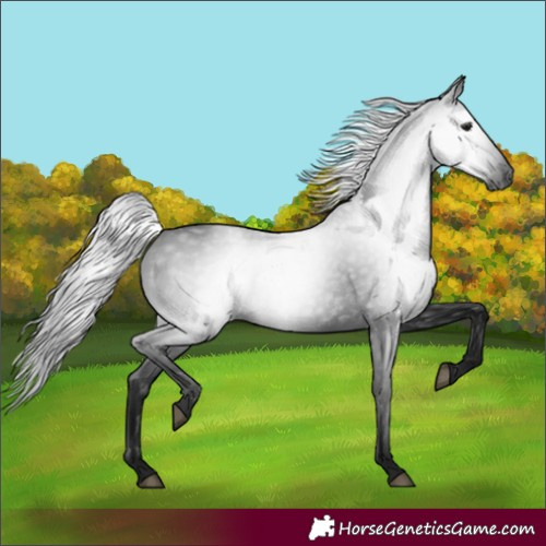 Horse Color:Gray Black