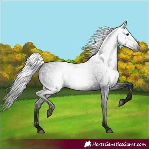 Horse Color:Gray Black