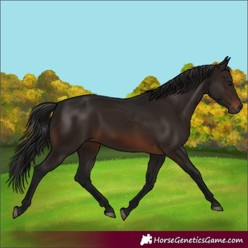 Horse Color:Gray Bay